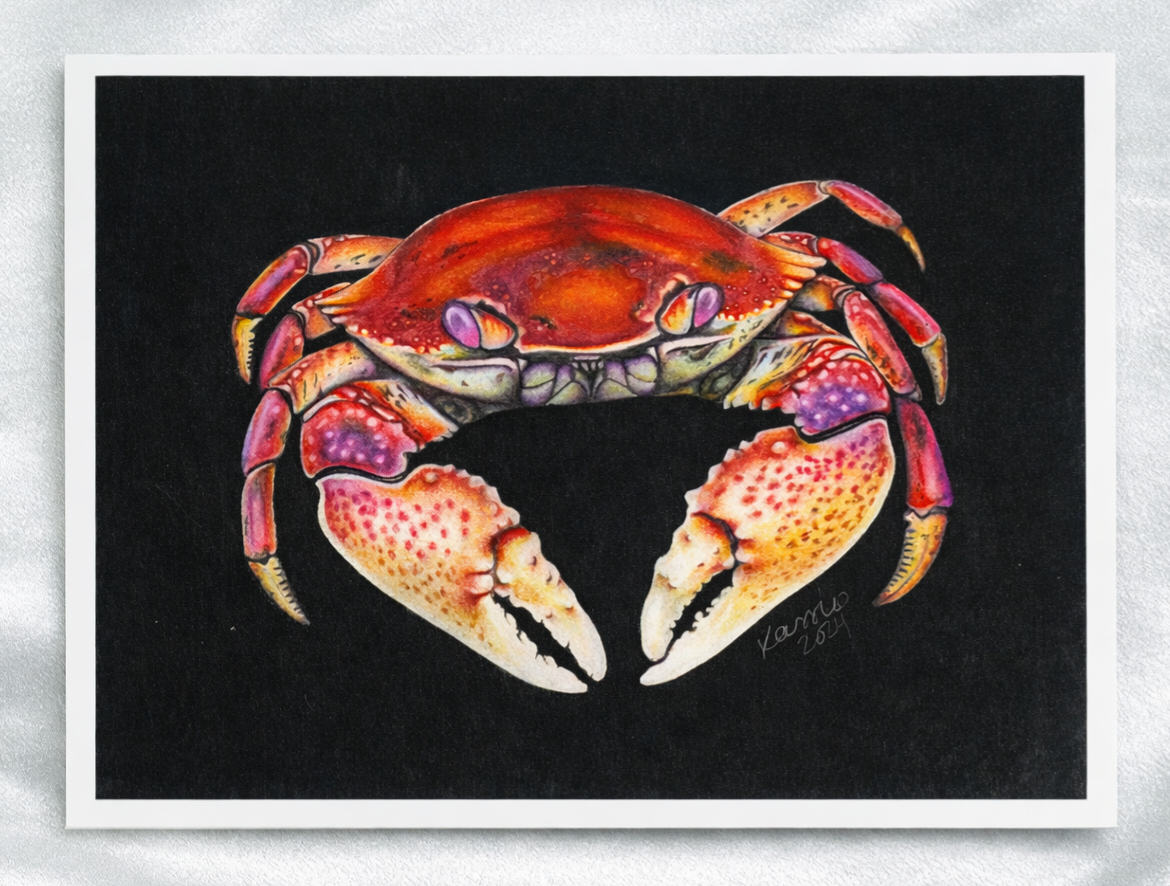Dungeness Crab Artwork