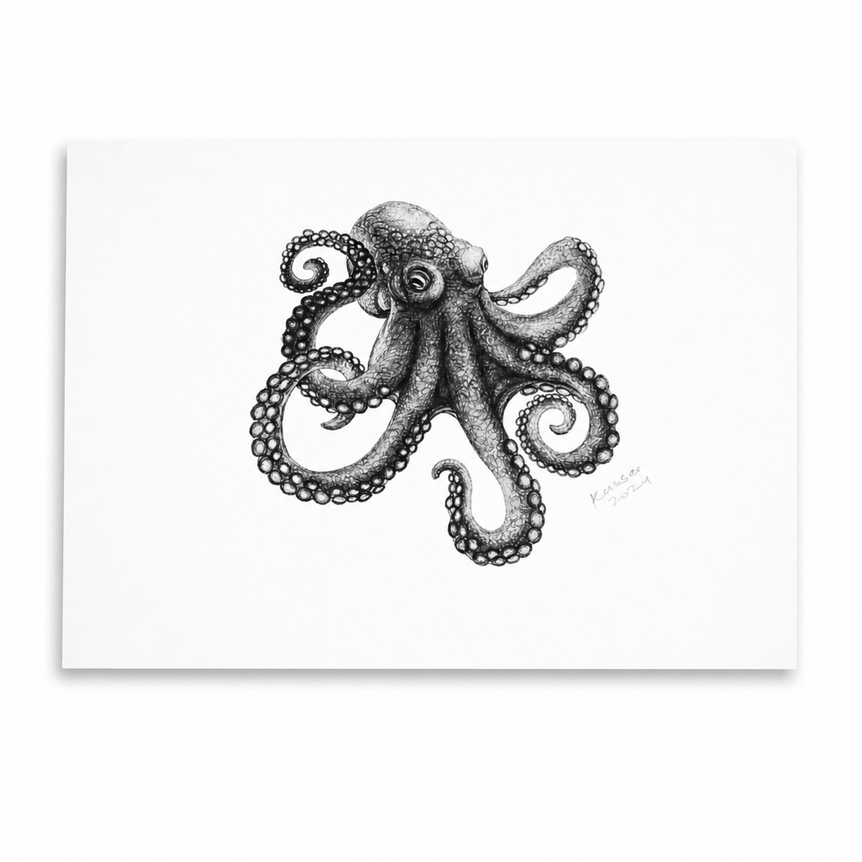 Pacific Octopus artwork thumbnail
